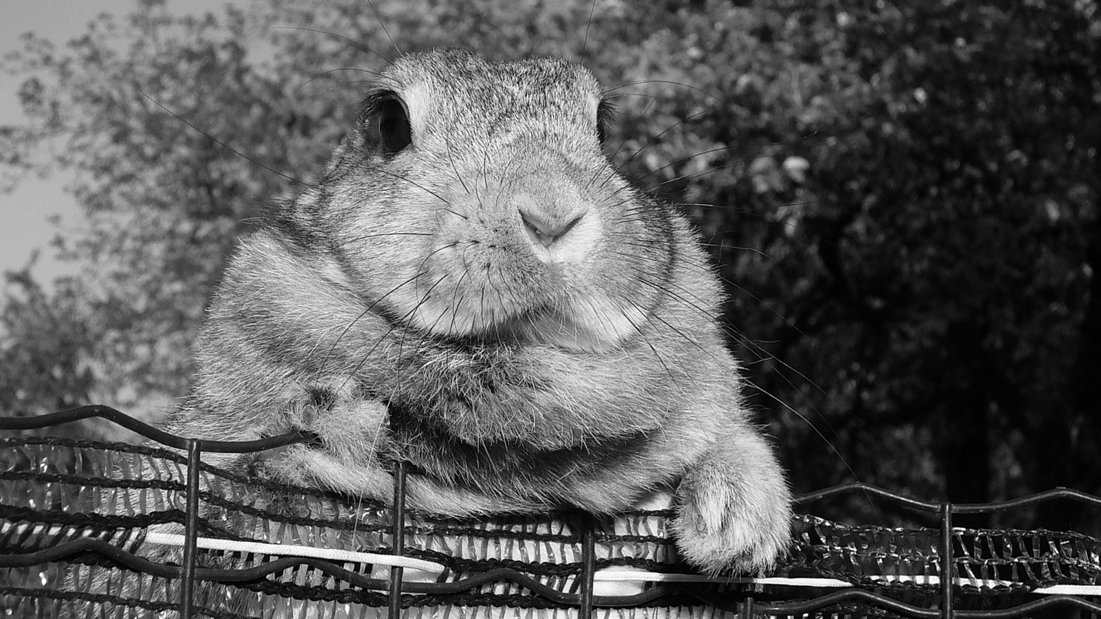 Black & white rabbit
