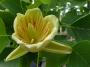 Liriodendron tulipifera