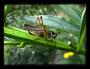 Maxi Max - Metrioptera roeselii