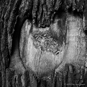 Černobílá poezie - Srdce v kůře stromové...