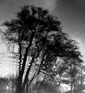 Černobílá poezie - Vlny na stromě
