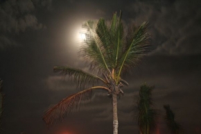 Roman Vančík - Karibská palmová noc