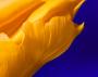 Yellow tulip