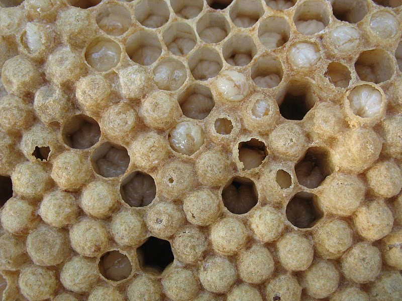 Jak se rodí včely