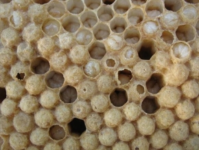 Kateřina Vávrová - Jak se rodí včely