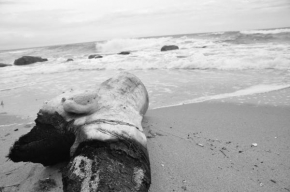 Fotograf roku na cestách 2010 - Na pobřeží