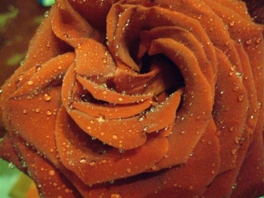 Život květin - Narozeninová růže
