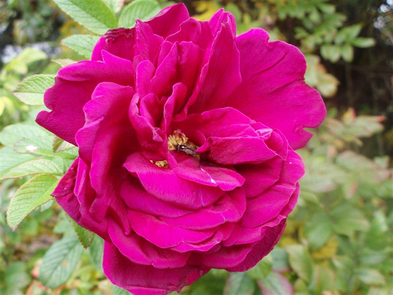 Růže z Karlovy Studánky
