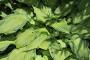 Hosta