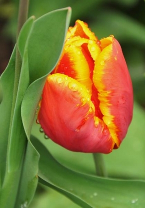Život květin - Tulipán