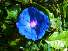 Život květin - Rostliny Bali II.