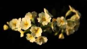 Život květin - Klíč k jaru