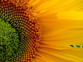 Život květin - Slunečnice