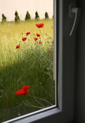 Život květin - Fotograf roku - Kreativita - Za oknem