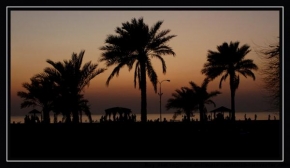 Fotograf roku na cestách 2010 - Večerní palmy