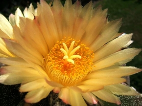 Život květin - Kaktusové Slunce