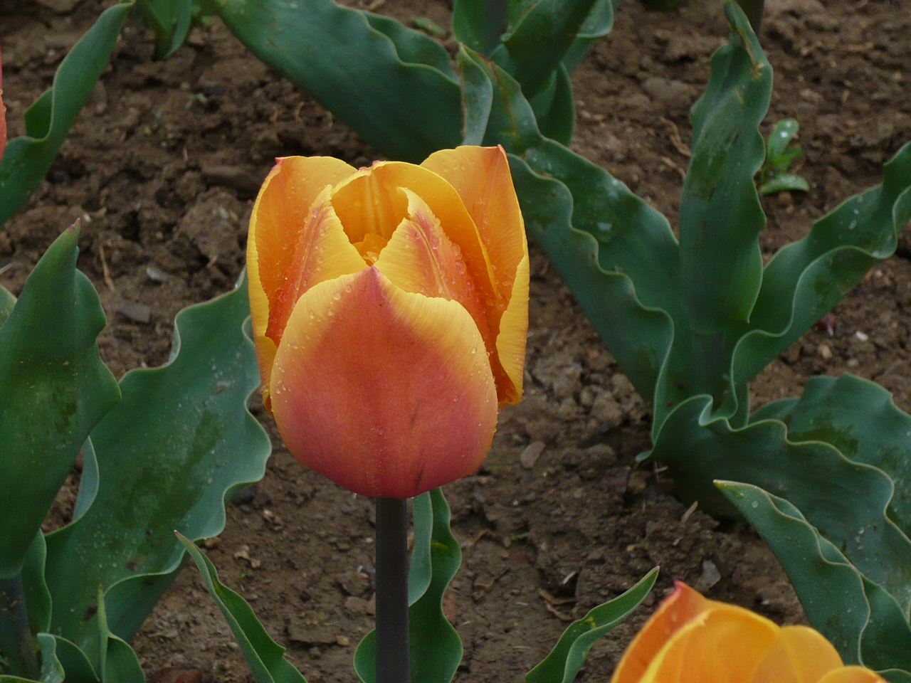 Prostě tulipán