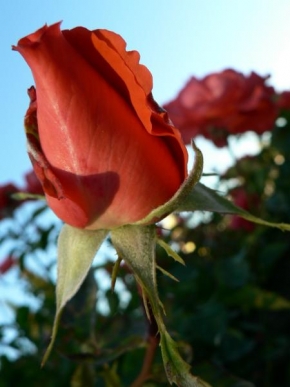 Život květin - Růže