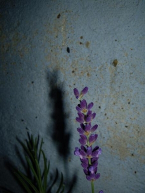 Život květin - Ve stínu levandule