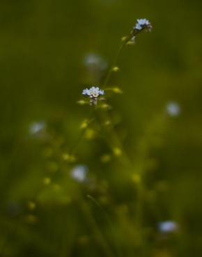 Život květin - Luční víly