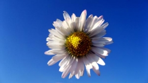 Život květin - Slunce