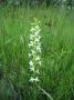 Jana Daňkovská - Krkonošská orchidej-vemeník