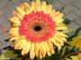 Jaroslav Tůma - Gerbera