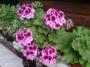 Jaroslav Tůma - Pelargonie
