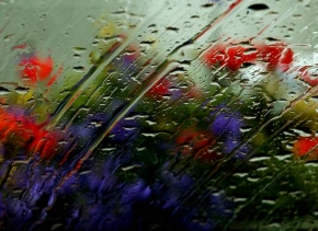 Život květin - Fotograf roku - Kreativita - Dešťová zahrada