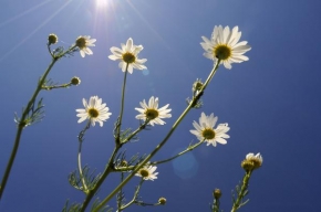 Život květin - Cesta k slunci
