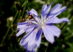 Život květin - Modrou mám nejraději