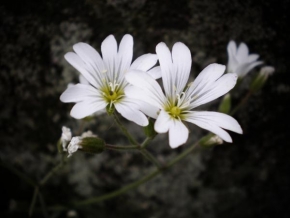 Život květin - Sněhově bílá