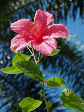 Život květin - Malajská růže