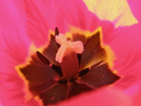 Život květin - Vnútorná krása
