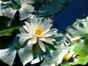 Život květin - Na vodách bílý leknín sní...