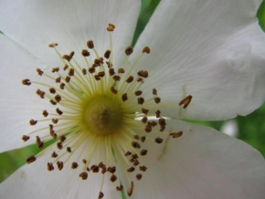 Život květin - Střed květu