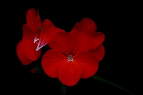 Život květin - Red