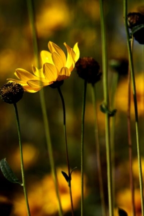 Život květin - Na slnku