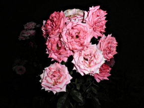 Život květin - Máminy růže