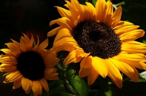 Život květin - Předloha pro Van Gogha