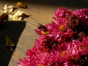 Život květin - Neobyčejně obyčejné zátiší na stole