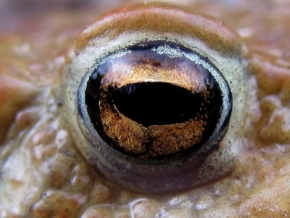Vit Holub - žabí oko