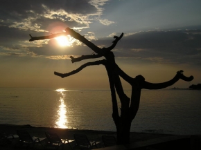 Ilona Kňourková Kňourková - Osamělý strom přihlíží západu slunce
