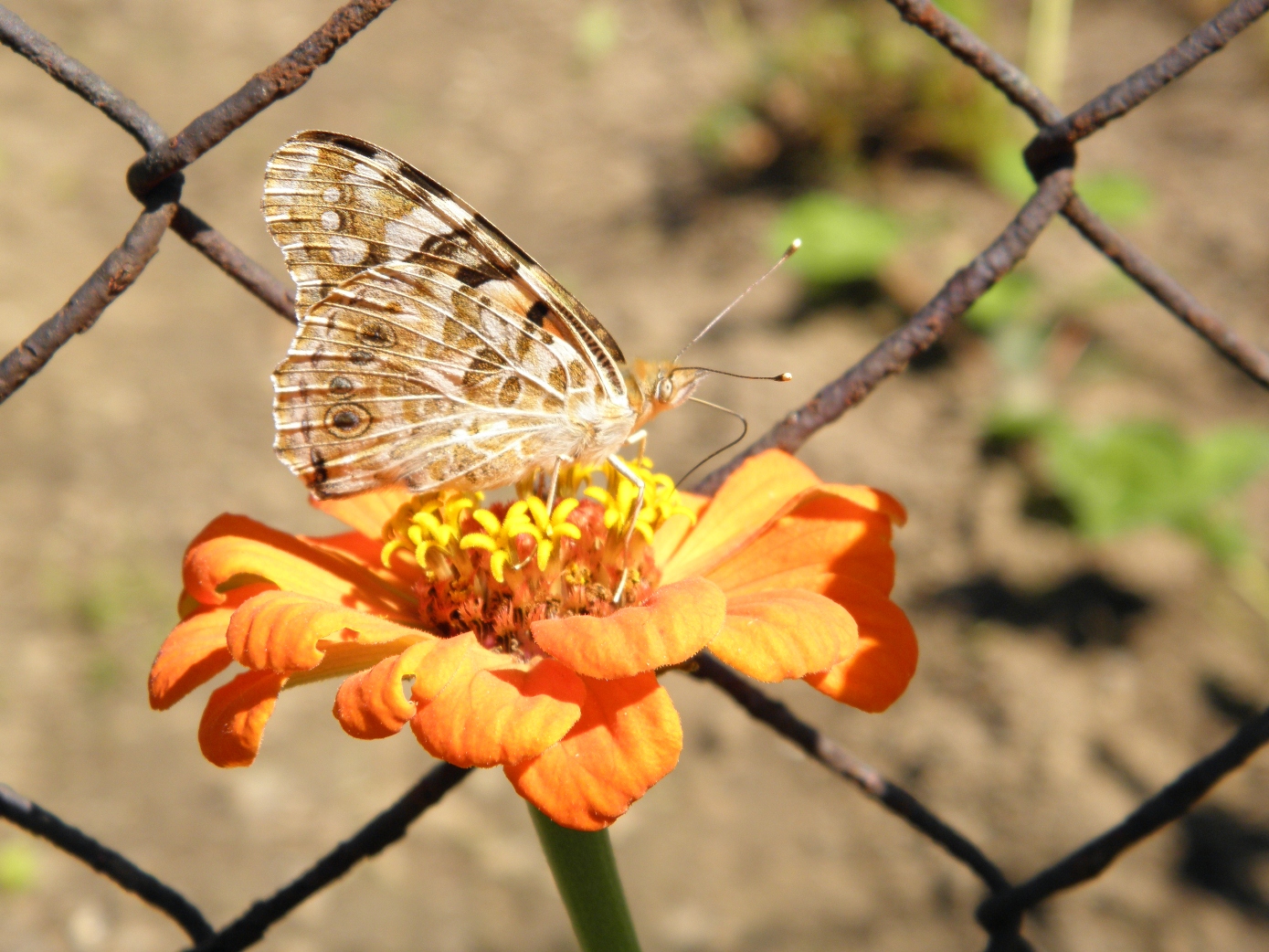 Motýl za plotem