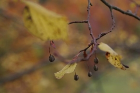 Petr Voda - V barvách podzimu