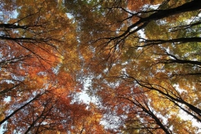 Antonín Novotný - Podzimní les