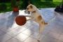 Dan Liška -Dog-NBA