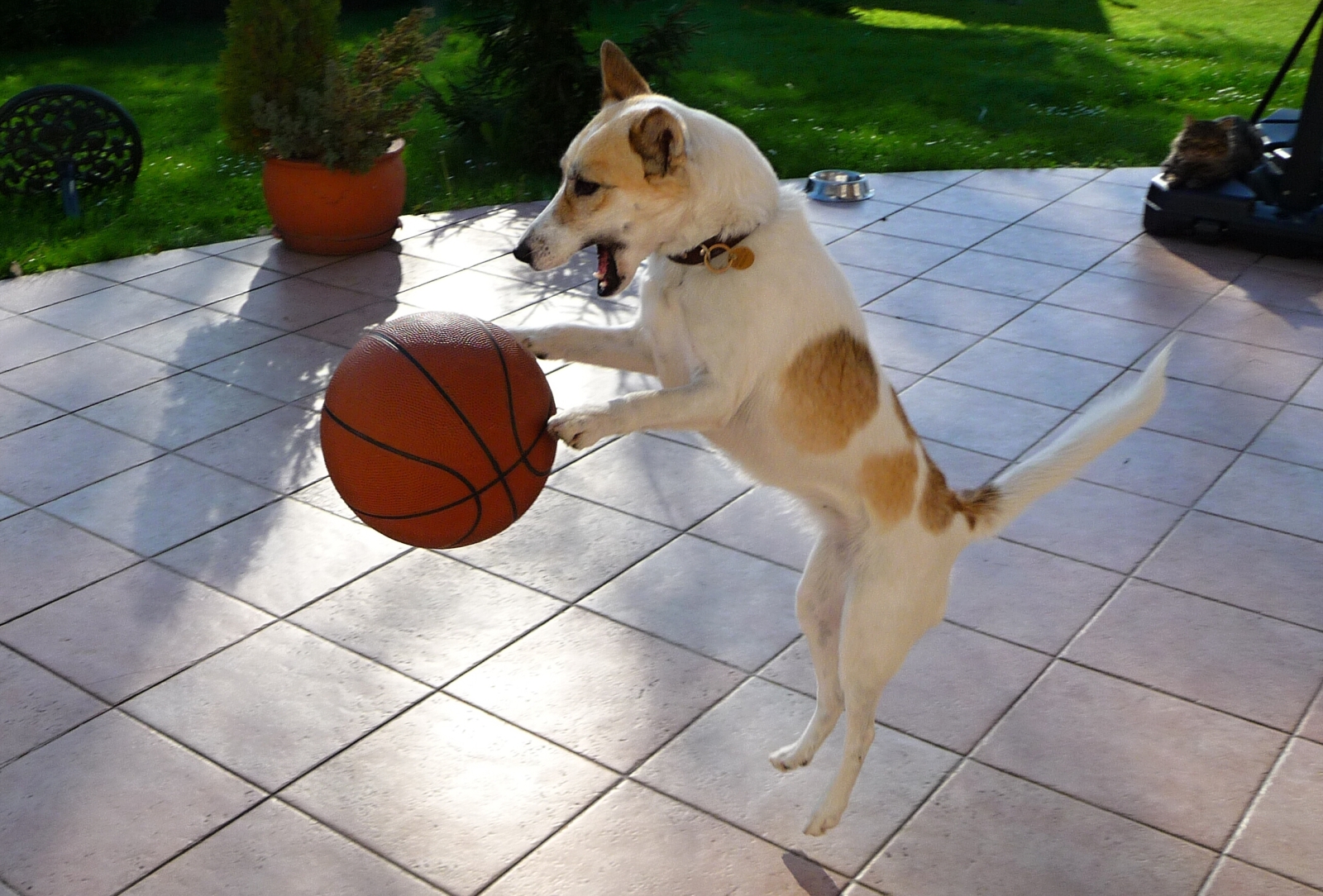 Dog-NBA