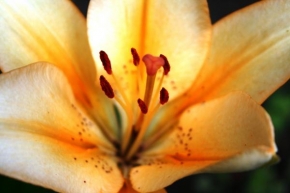 Odhalené půvaby rostlin - Lily