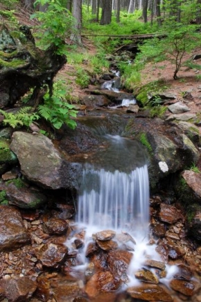 Krajina posedlá vodou - Lesní cesta života